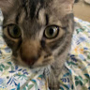 Meet your Posher, Widows